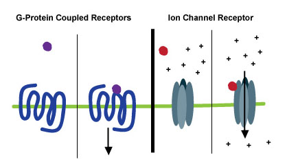 Two Types of Neurotransmitter Receptors.