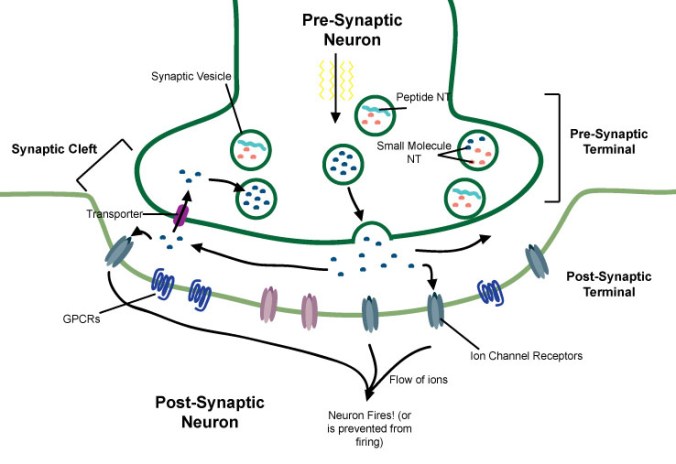 The Synapse.