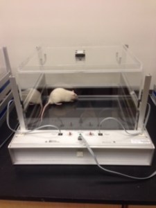 Locomotor Activity Test Chamber with a mouse. Image from UC-Davis Mind Institute (http://www.ucdmc.ucdavis.edu/mindinstitute/).