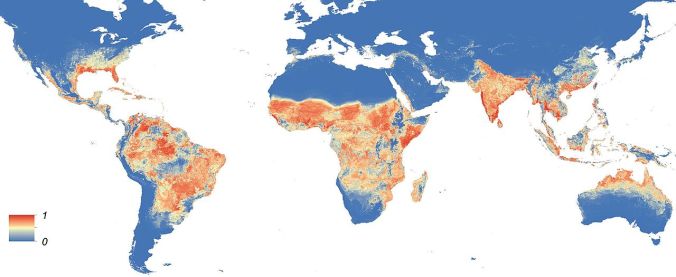 Global distribution of Aedes aegypti mosquitoes (commons.wikimedia.org)